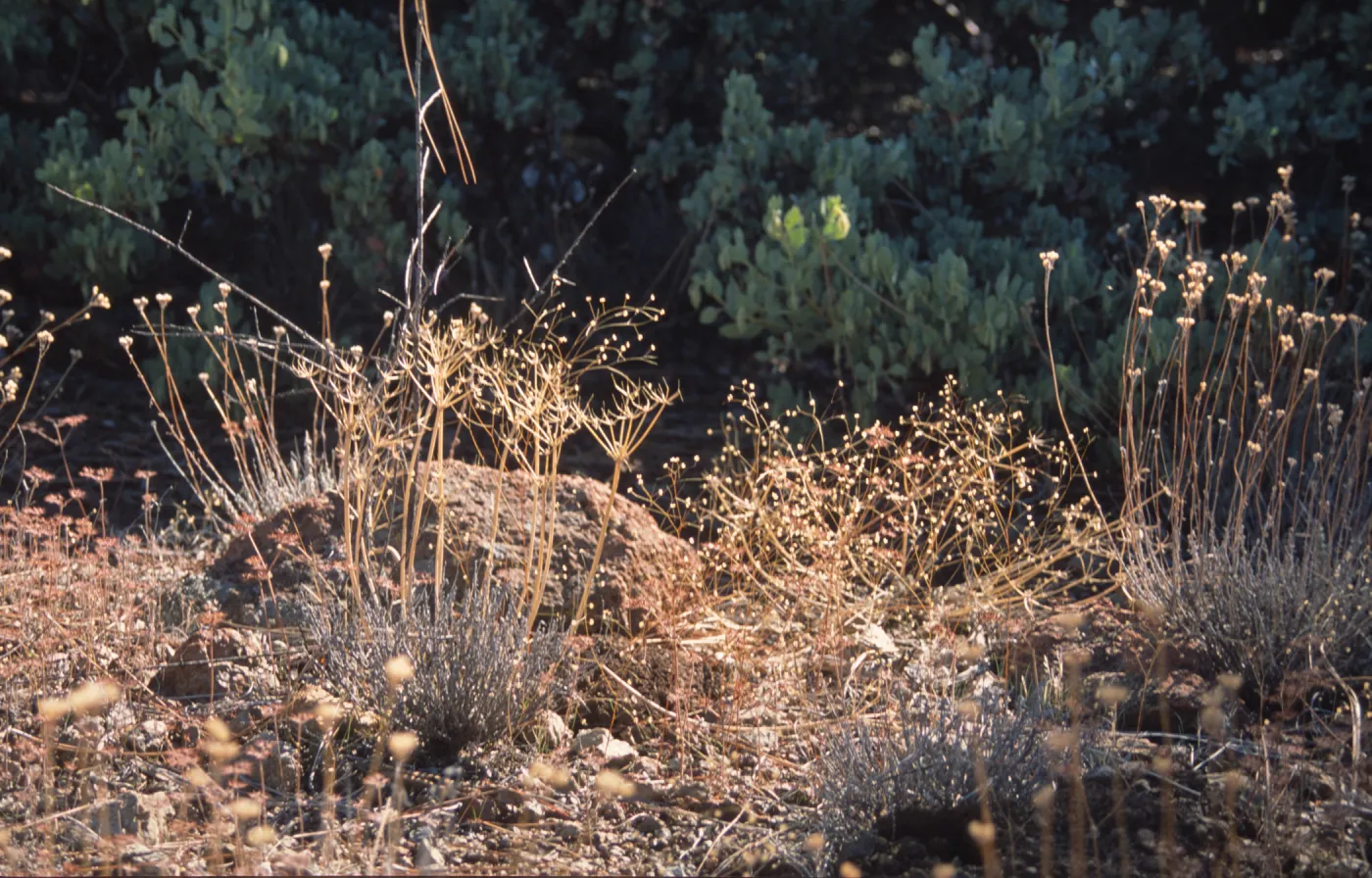Dried herbaceous plants