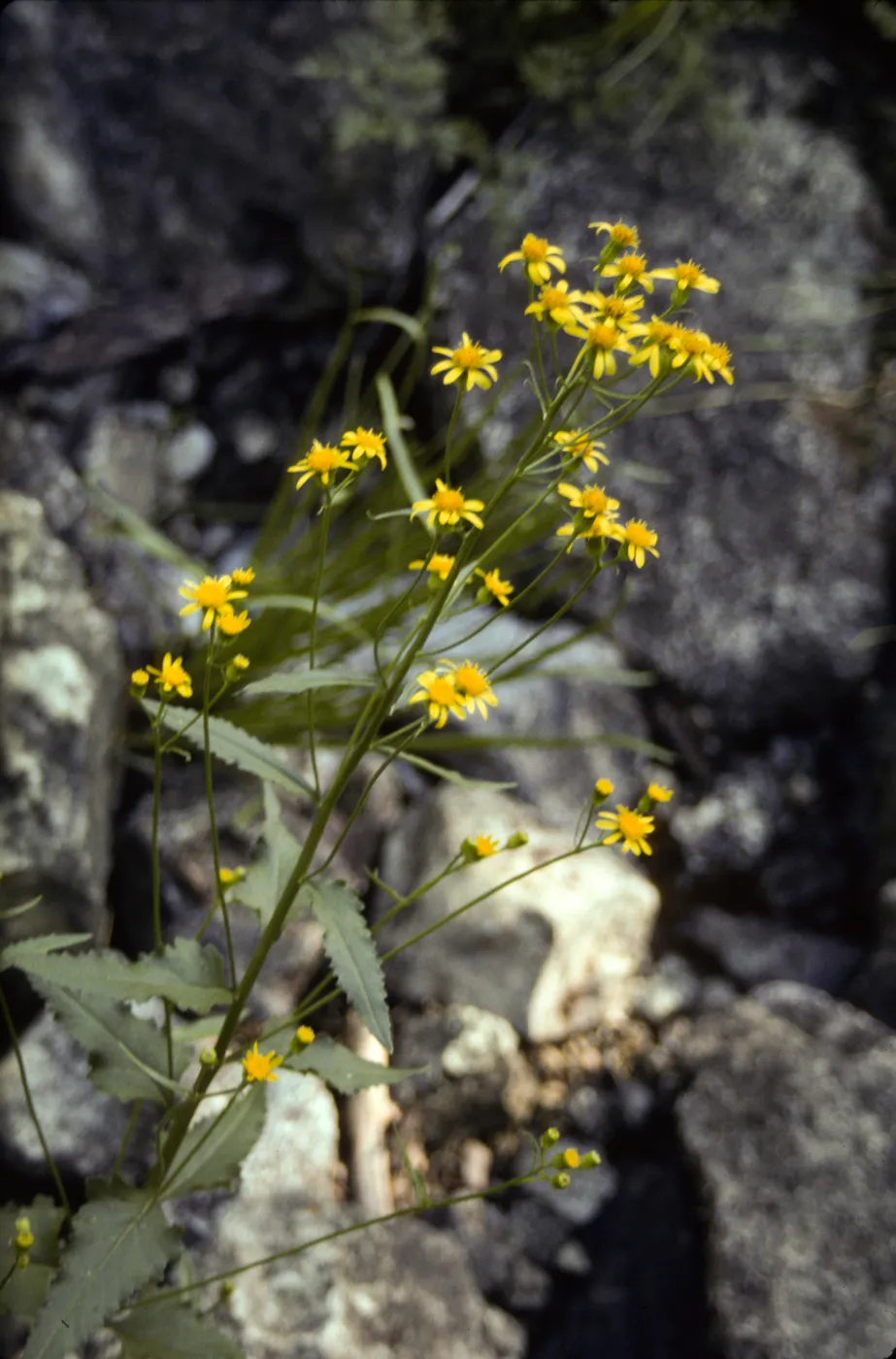 Compositae