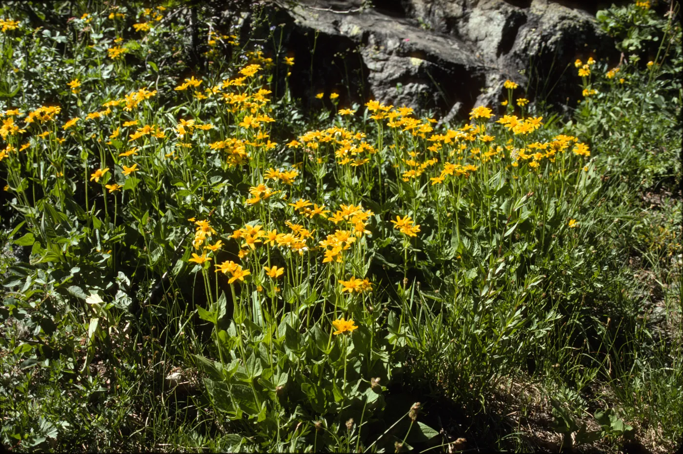 wyethia ?
