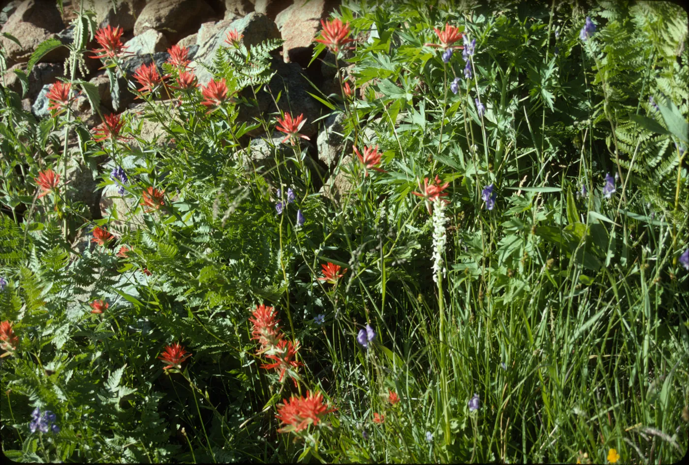 Castilleja