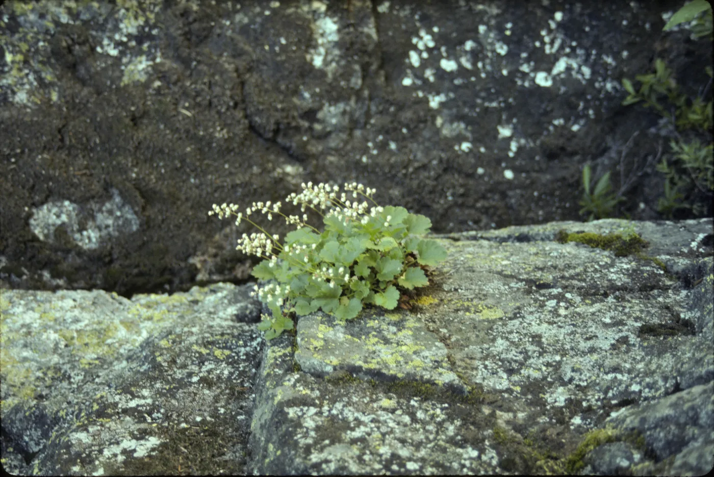 Heuchera