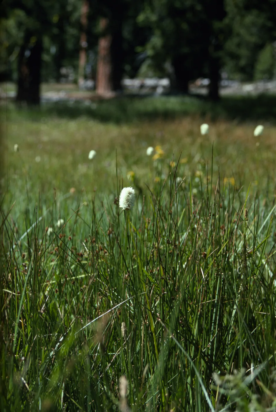 Parnassia