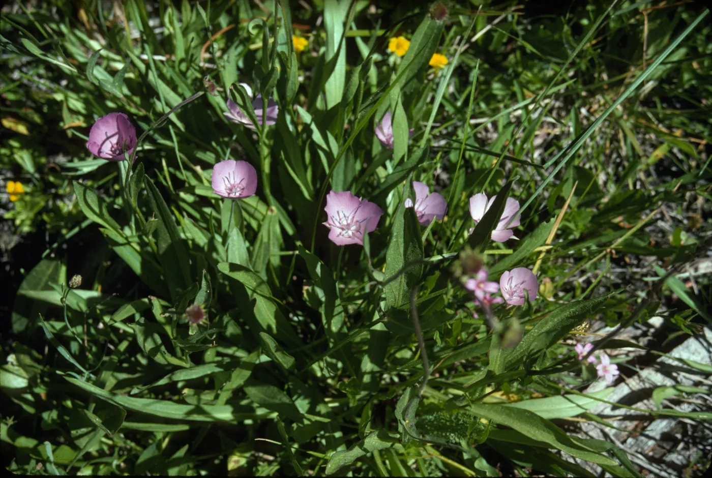 Calochortus