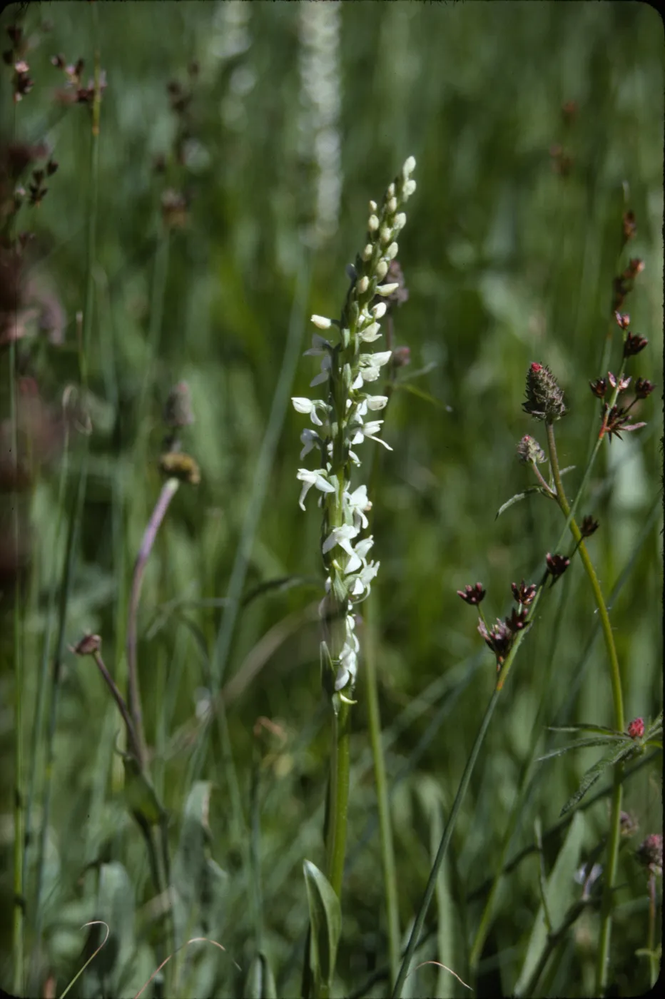 Orchid