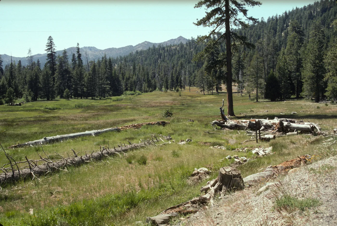 Deadfall Meadow