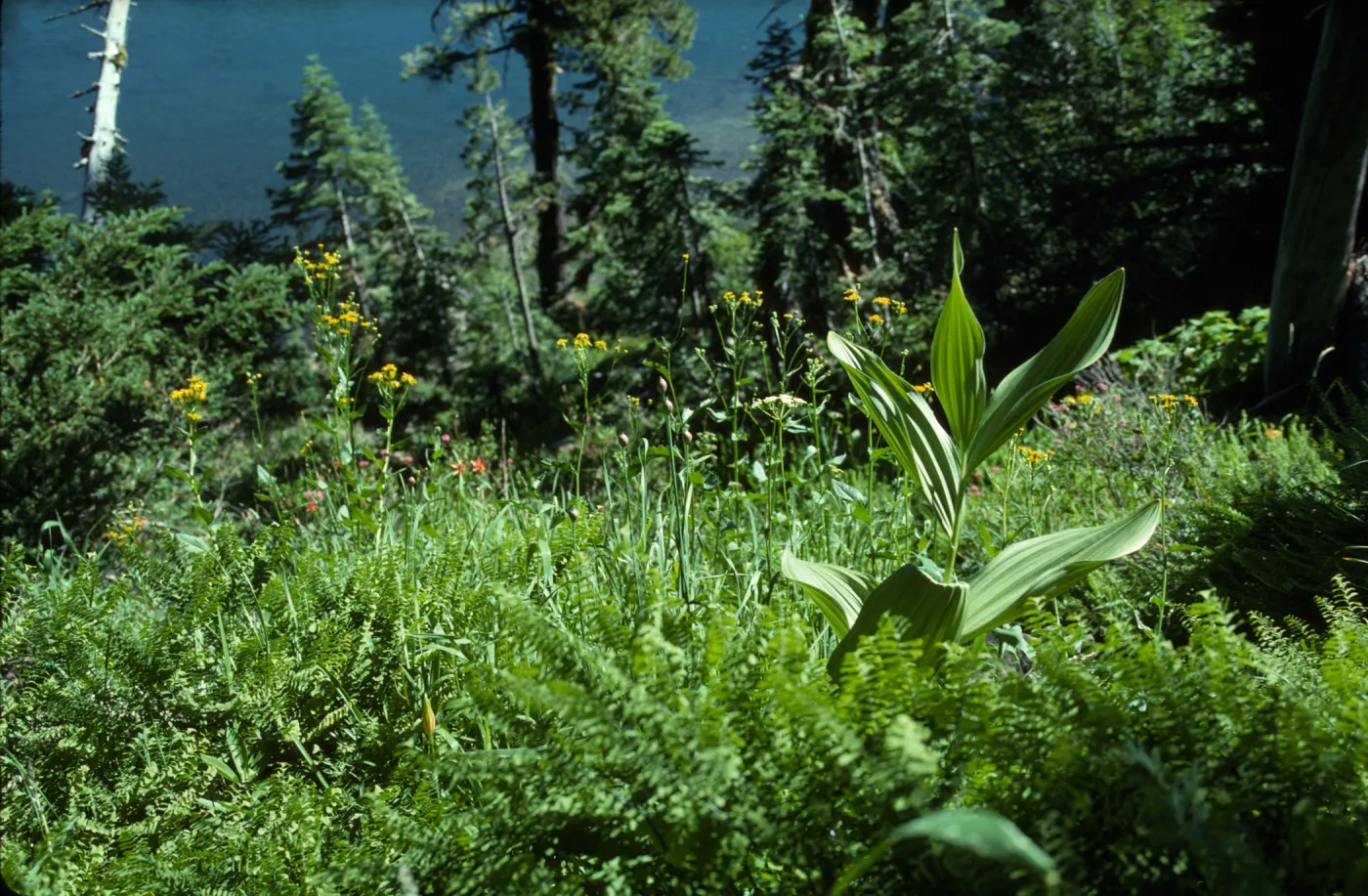 Veratrum