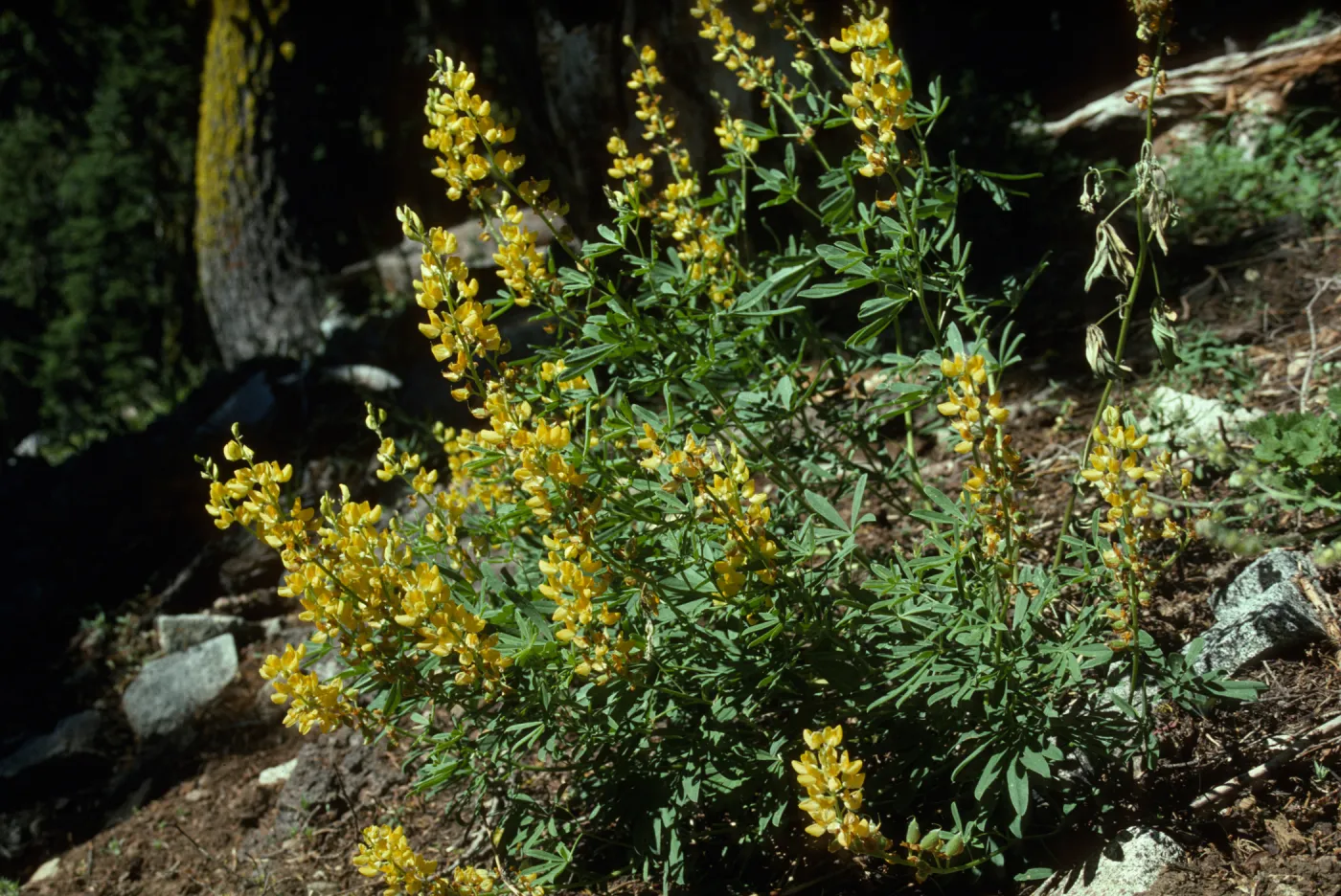 Lupinus (Lupine)