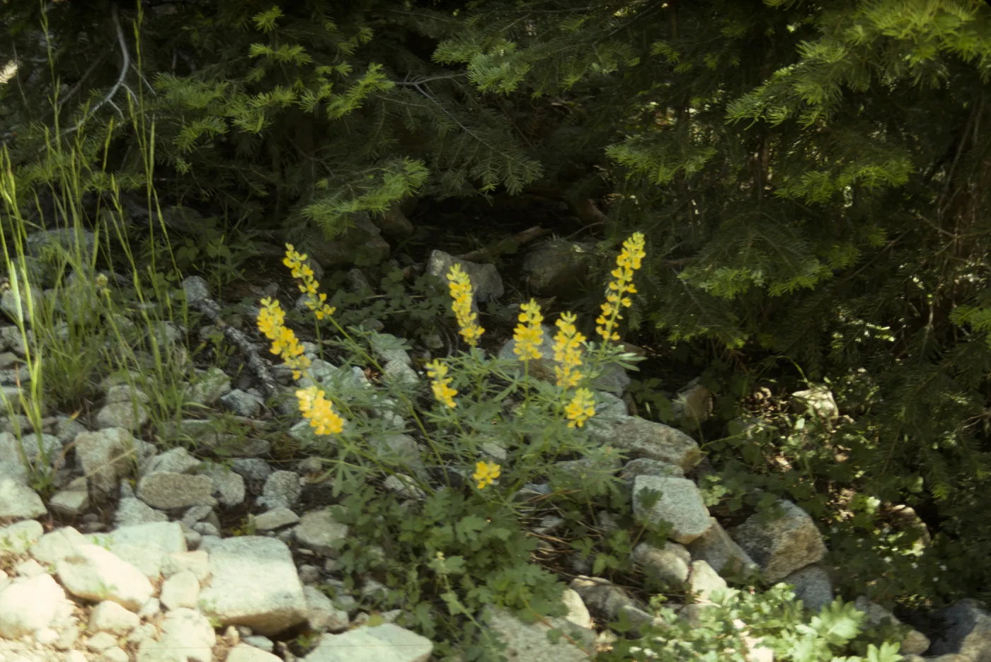Lupinus (Lupine)