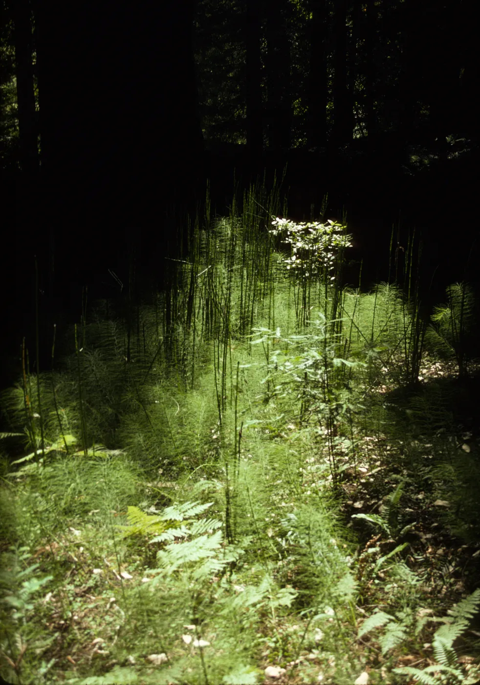 Equisetum