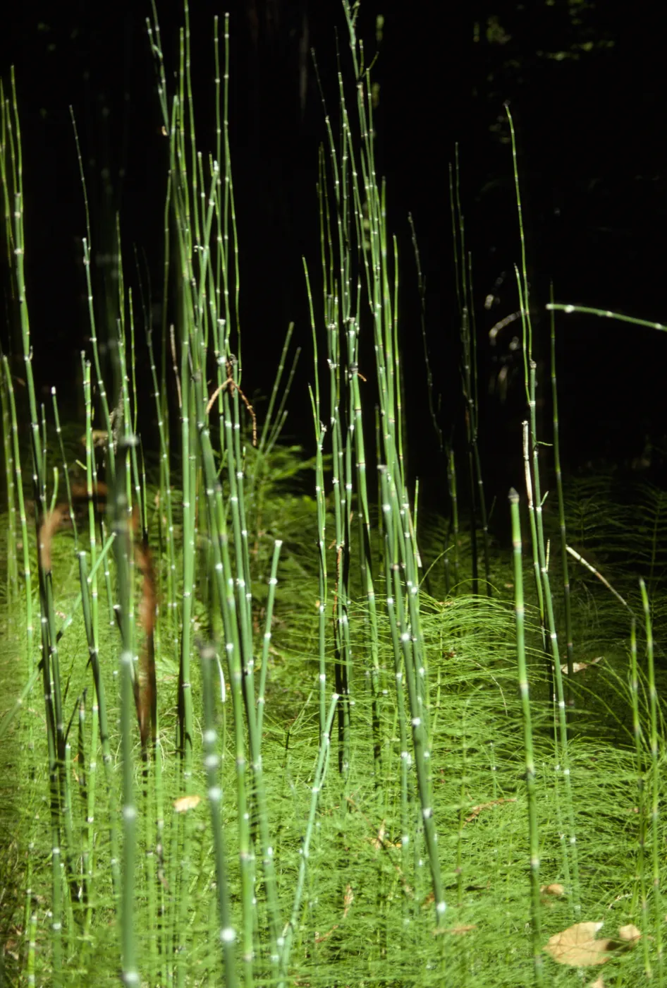 Equisetum