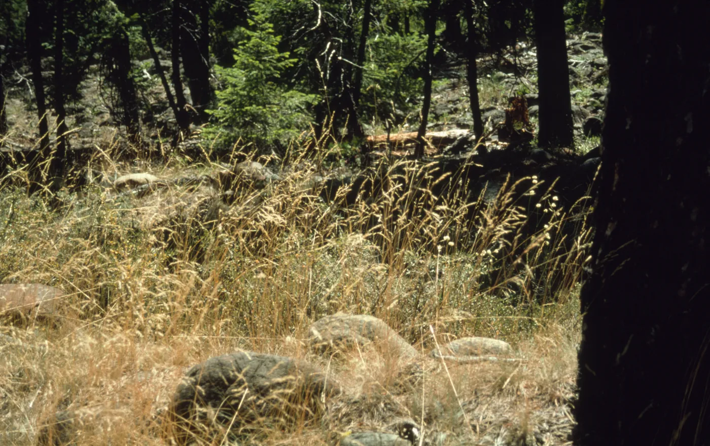 grasses