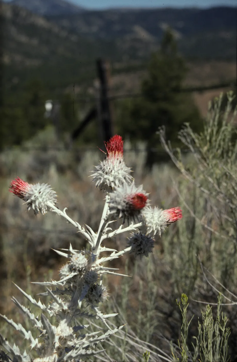 Cirsium