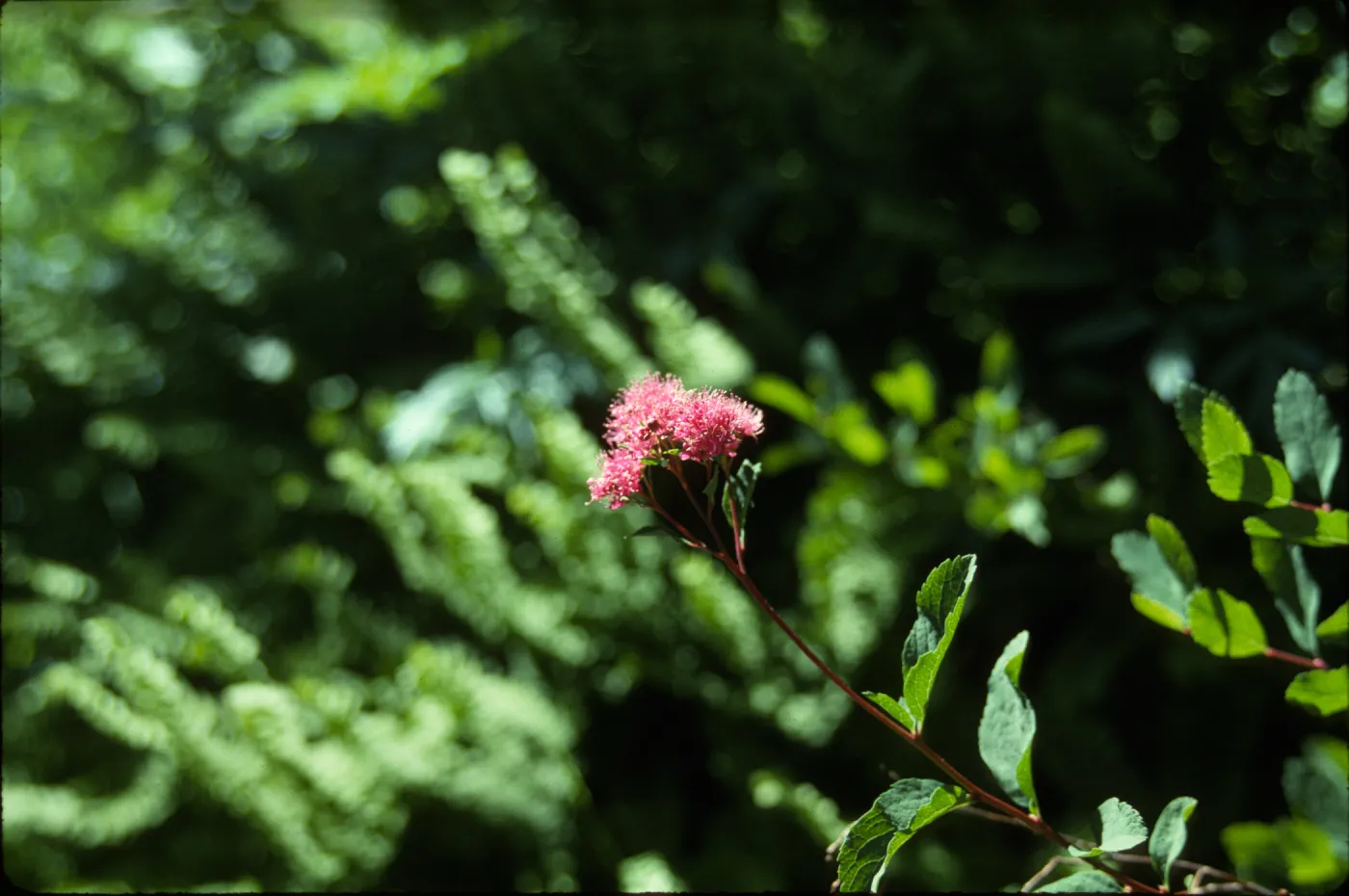 Spiraea
