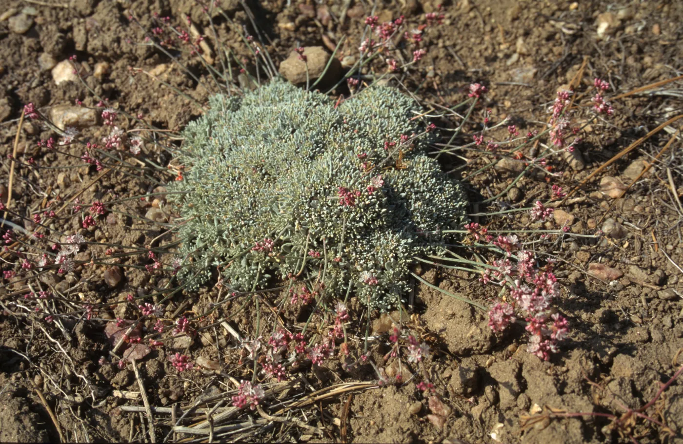 Eriogonum (wild buckwheat) 