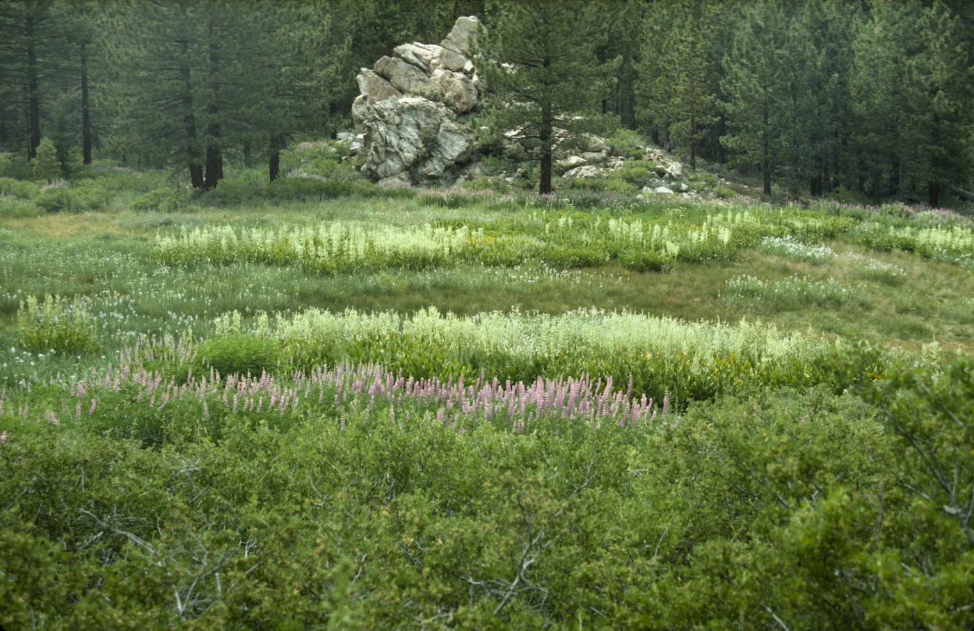 Iris meadow