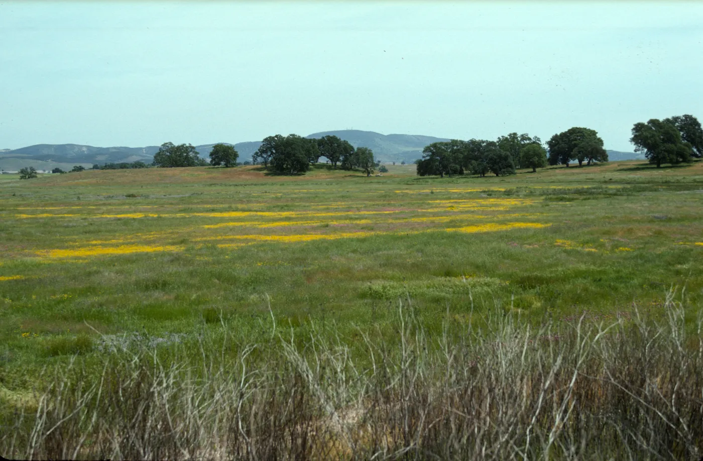 Vernal pools