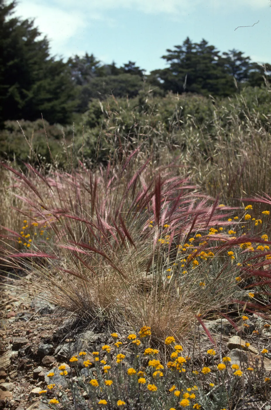 Elymus elymoides
