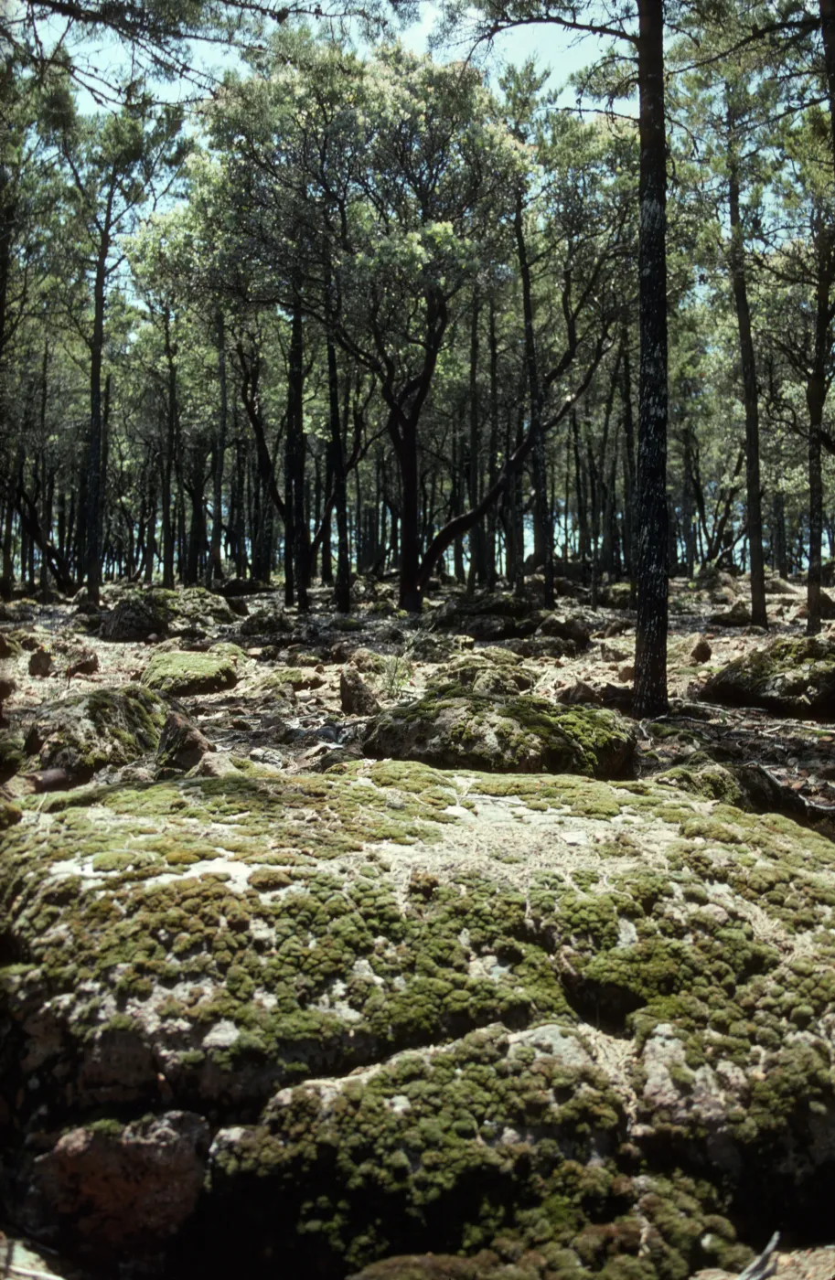 Cupressus grove