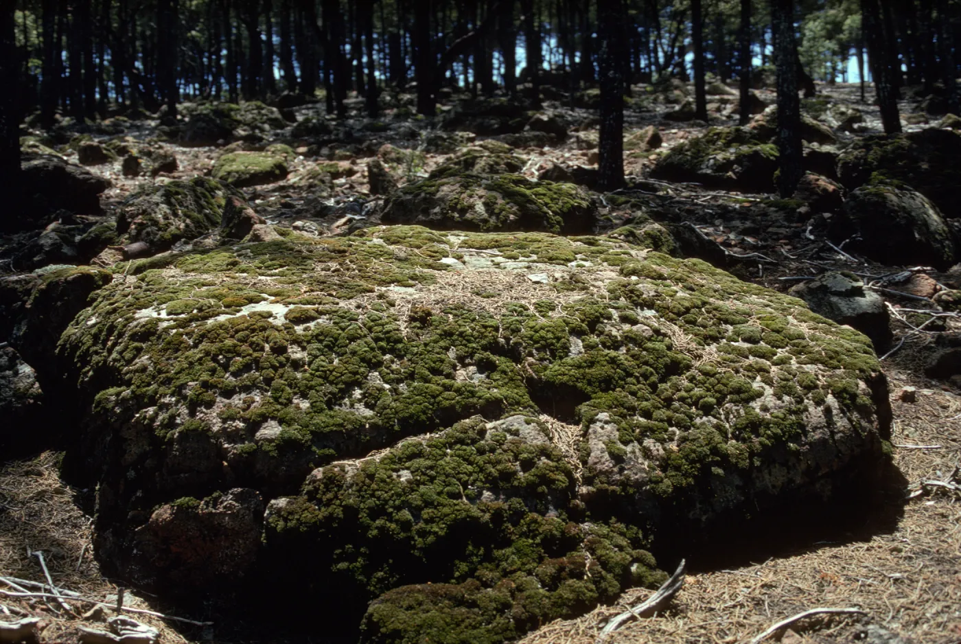 Moss inside Cupressus grove