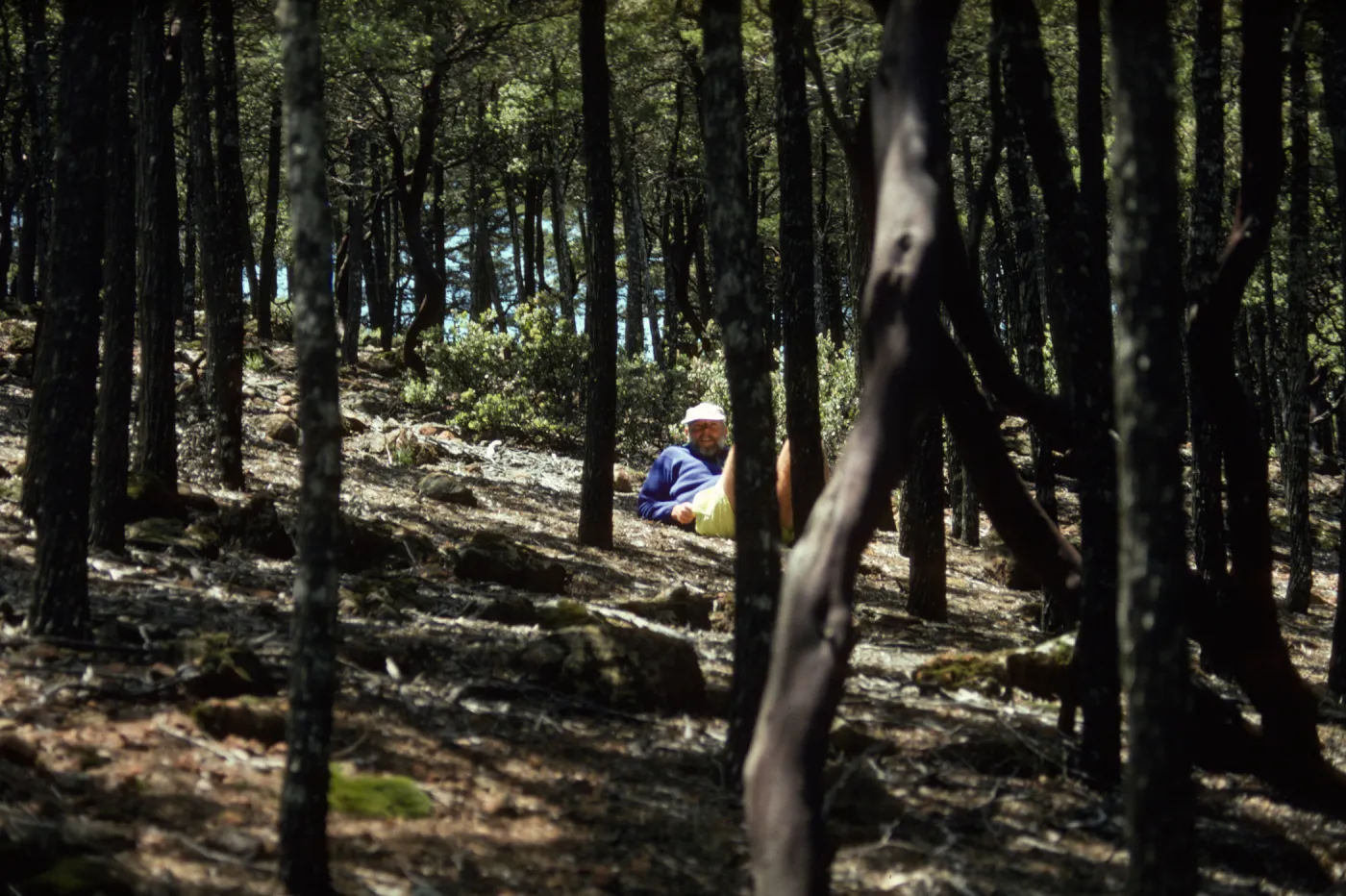 Cupressus grove