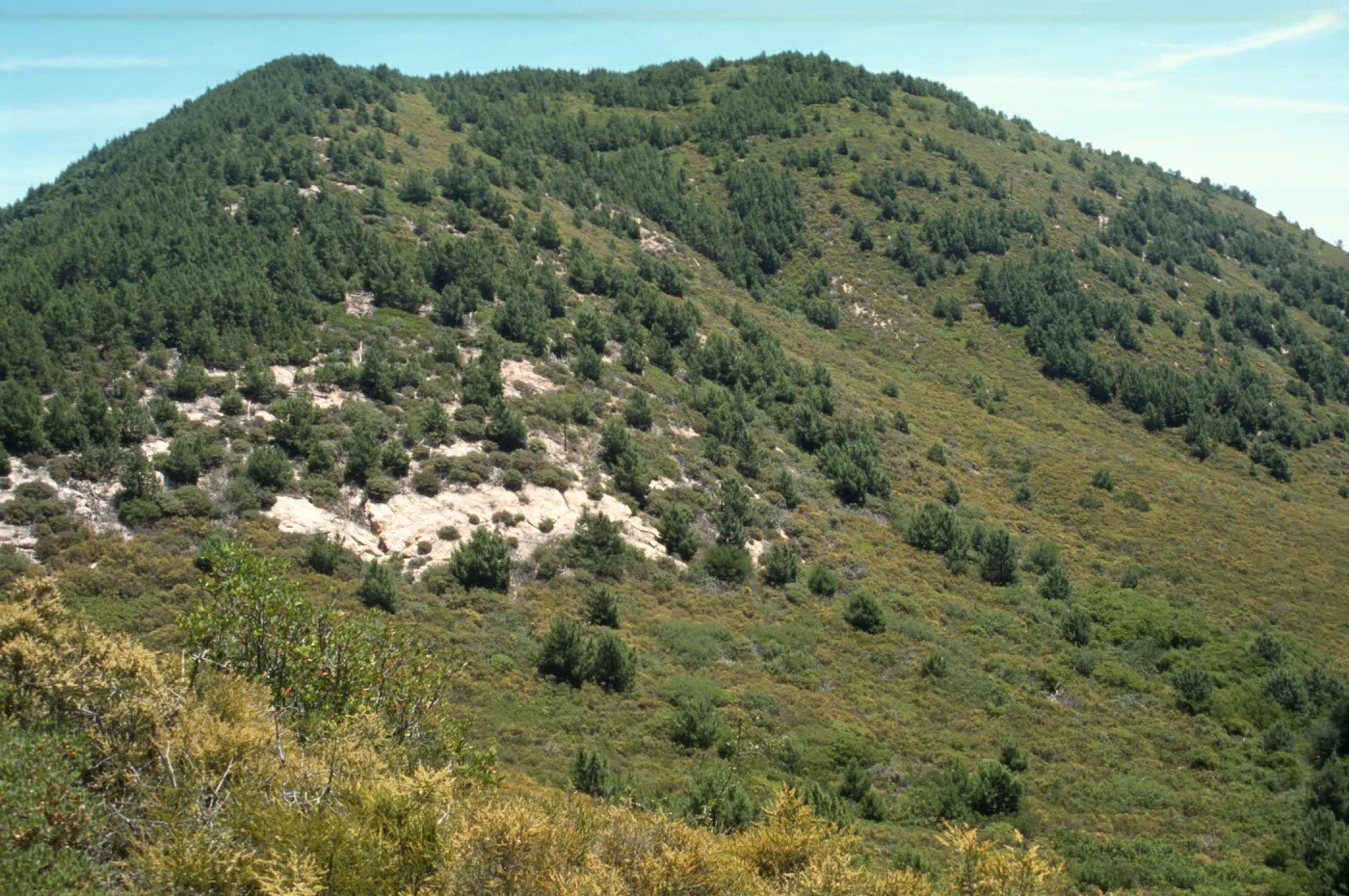 Closed-cone pine forest