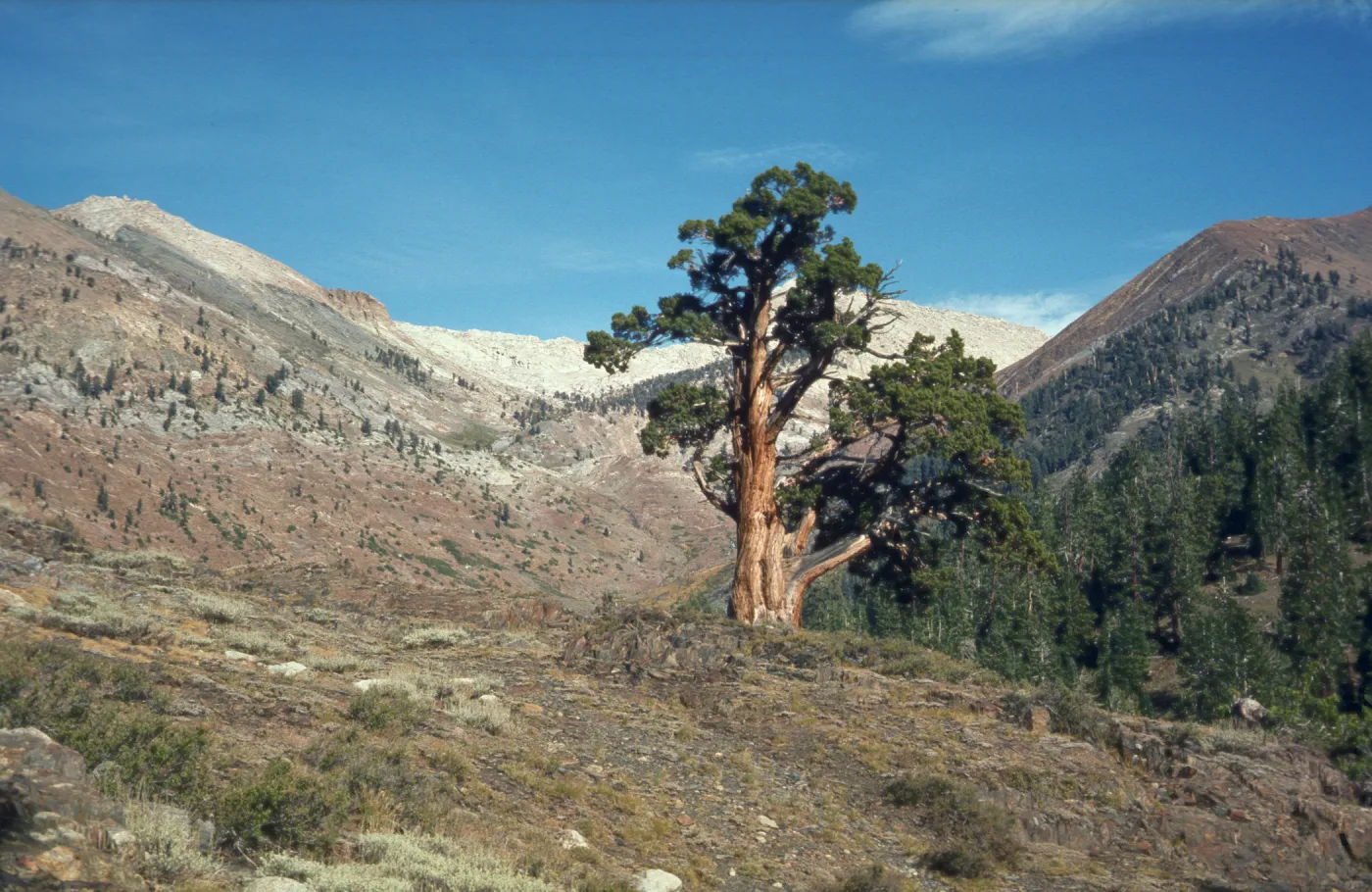 Mineral King