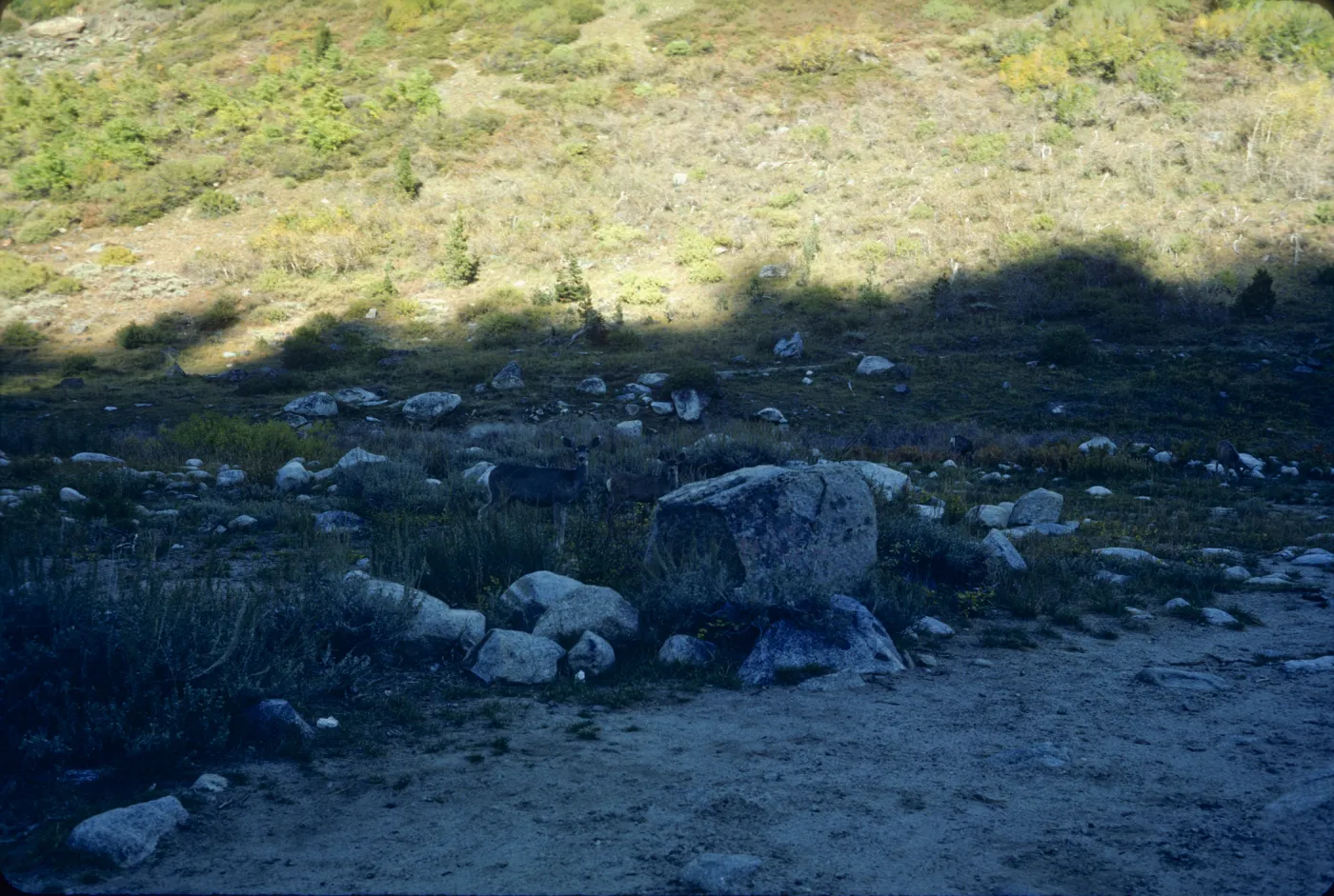 Deer, Mineral King