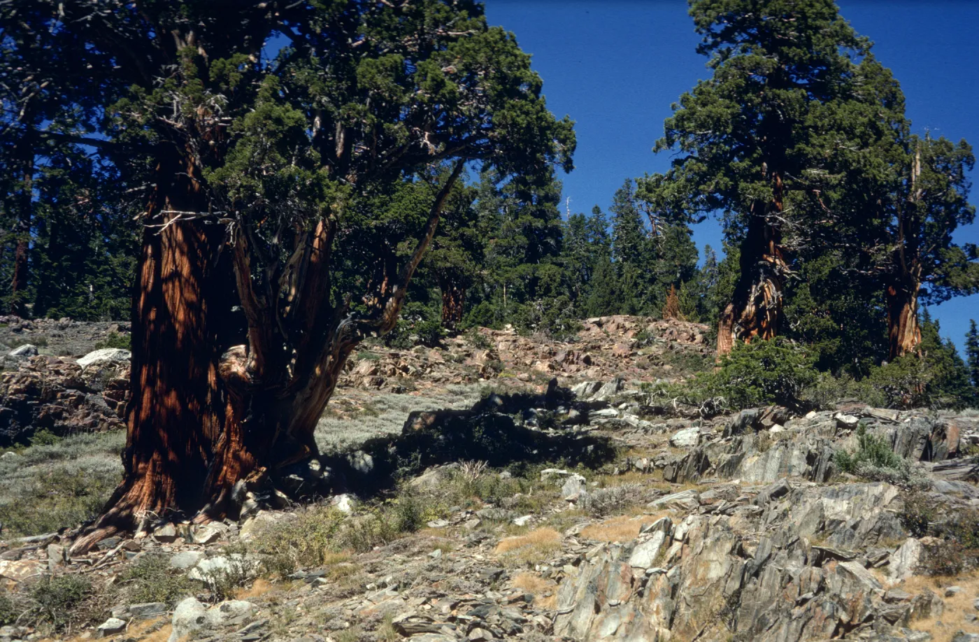 Mineral King - Juniperus