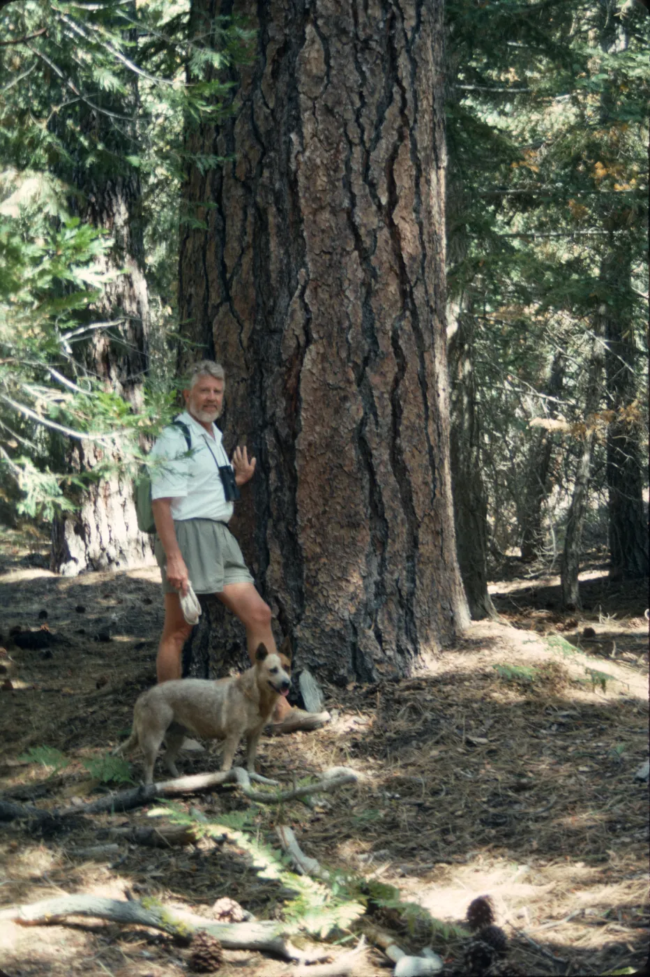 MRB and Ponderosa pine
