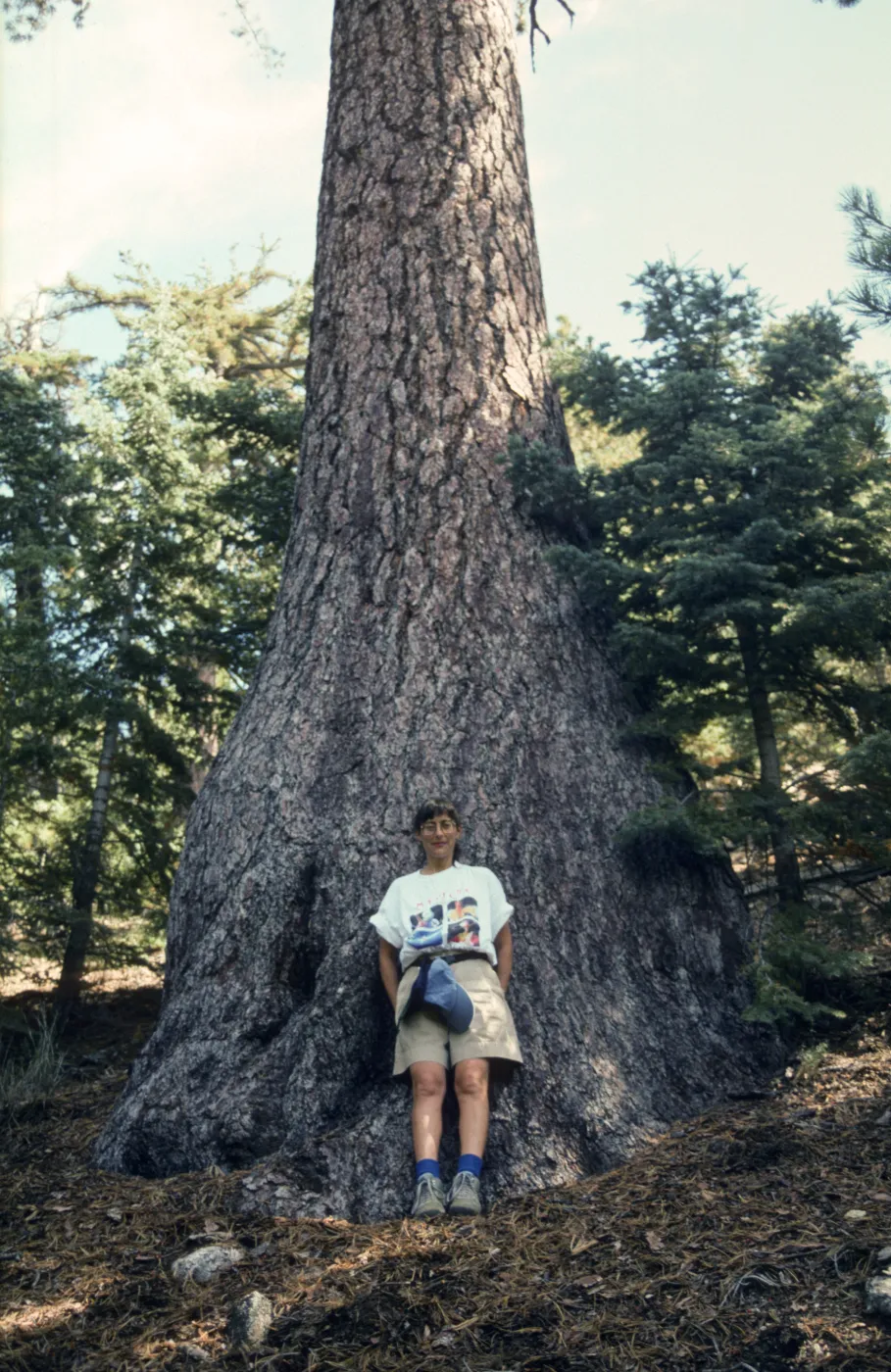 Sugar pine