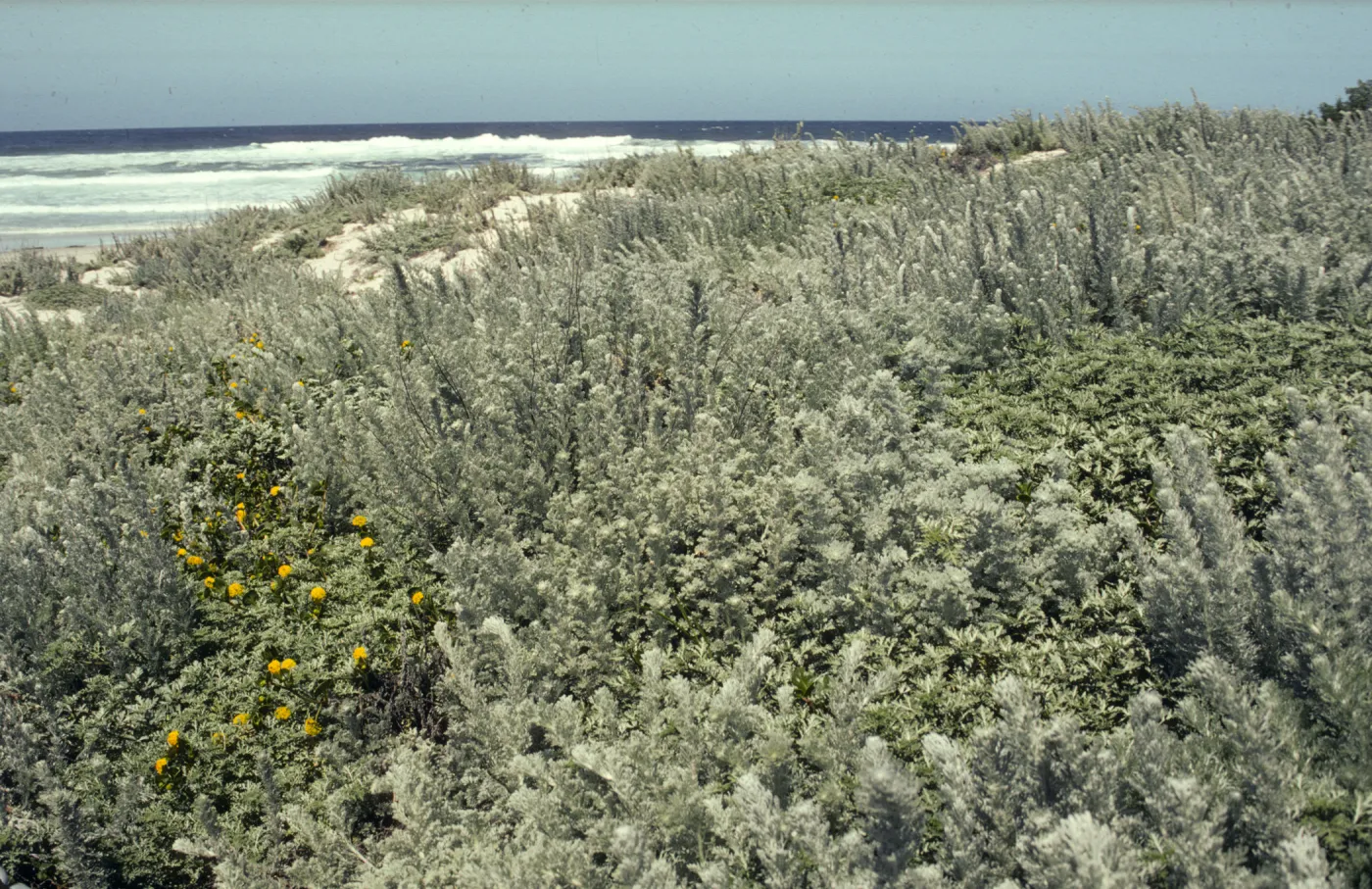 Artemisia pycnocephala