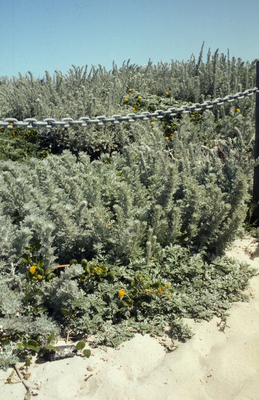 Artemisia pycnocephala