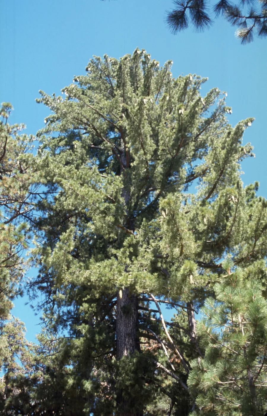 Pinus lambertiana