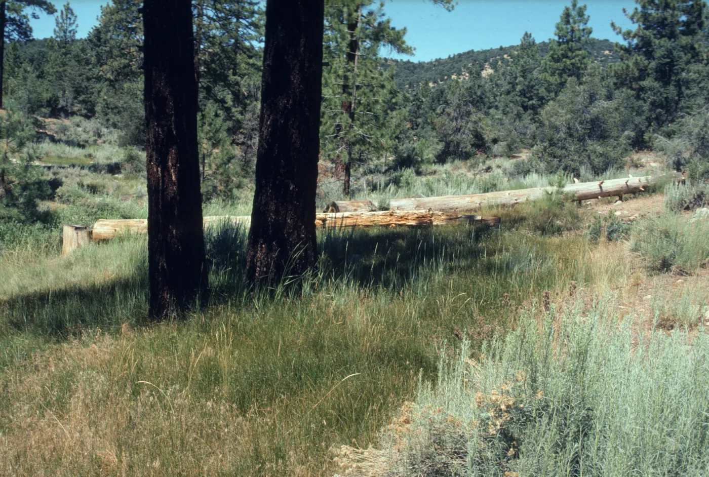 Agropyron & Artemisia