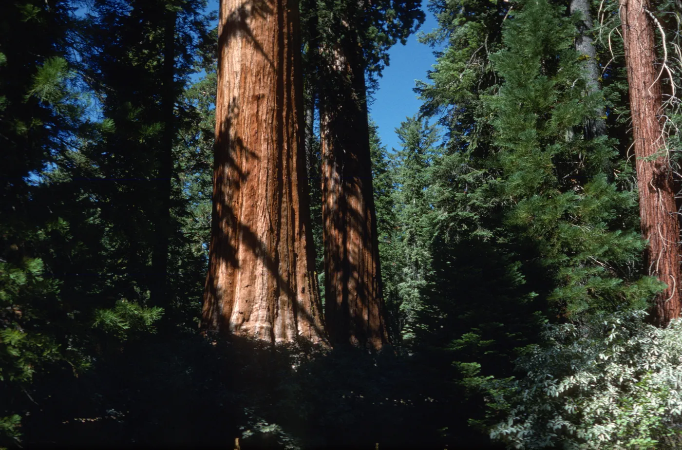 Sequoiadendron giganteum