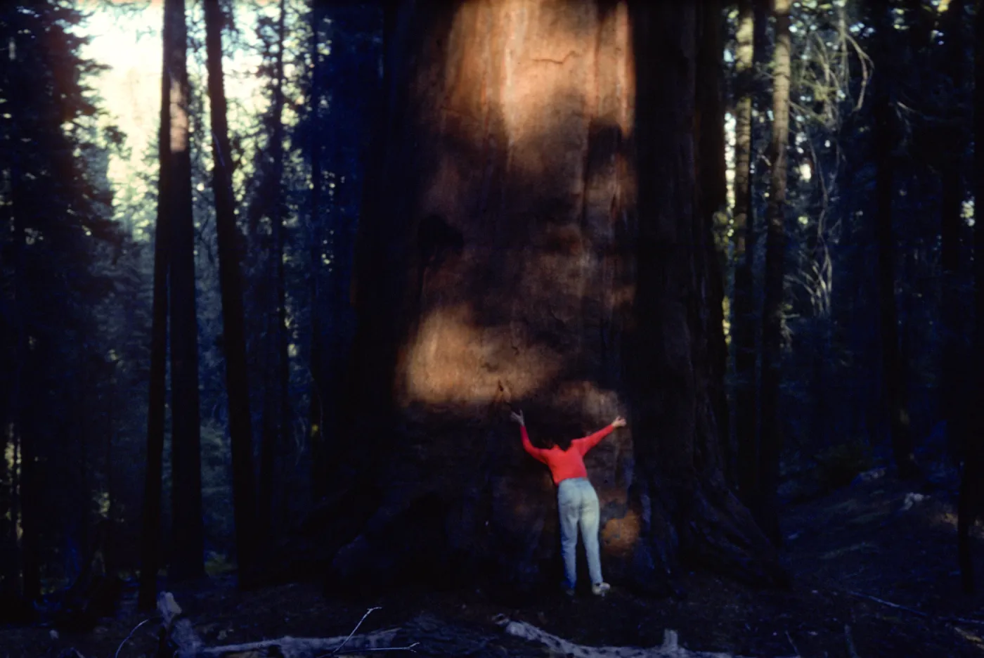 Sequoiadendron giganteum