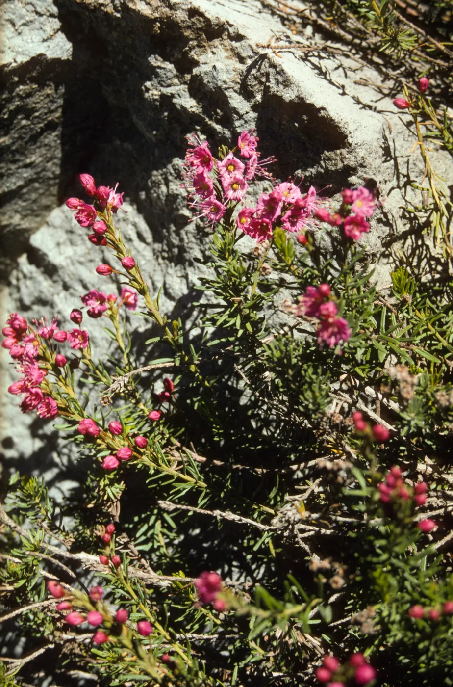 Phyllodoce