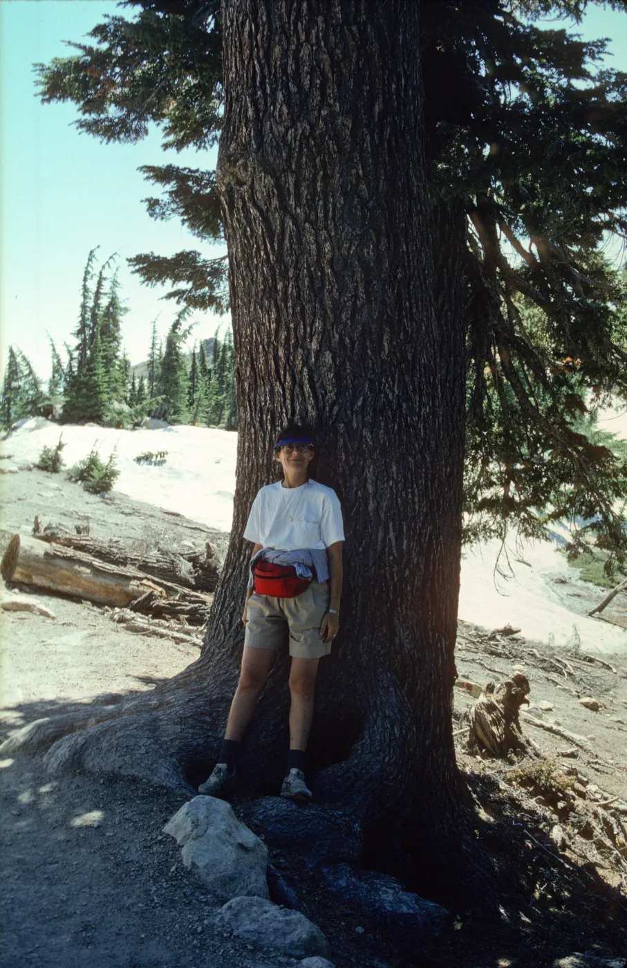 Tsuga - Lassen