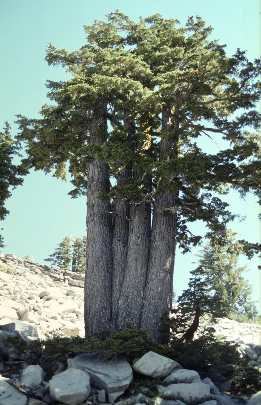 Tsuga mertensiana