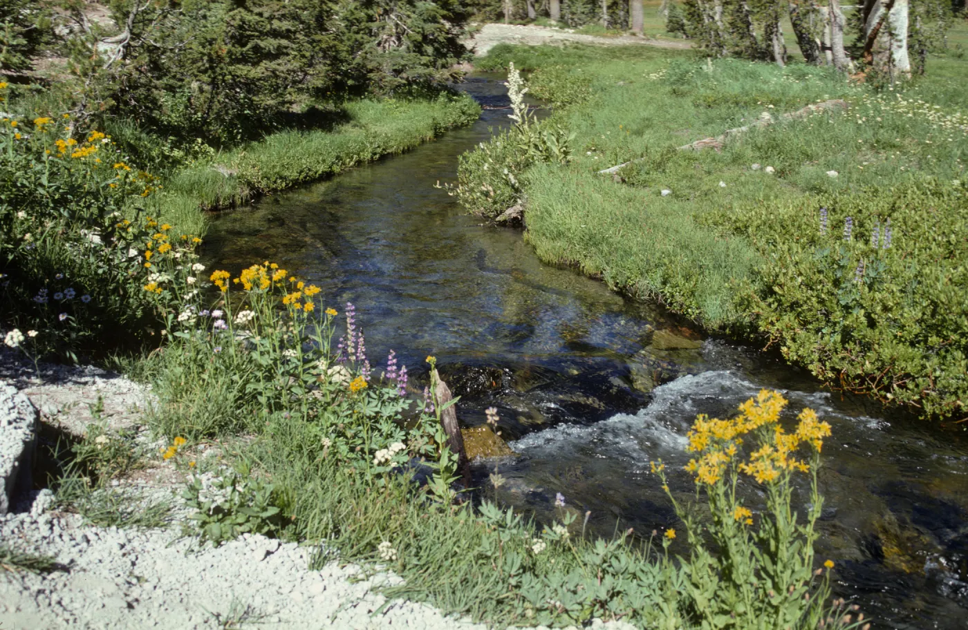 Stream - Lassen