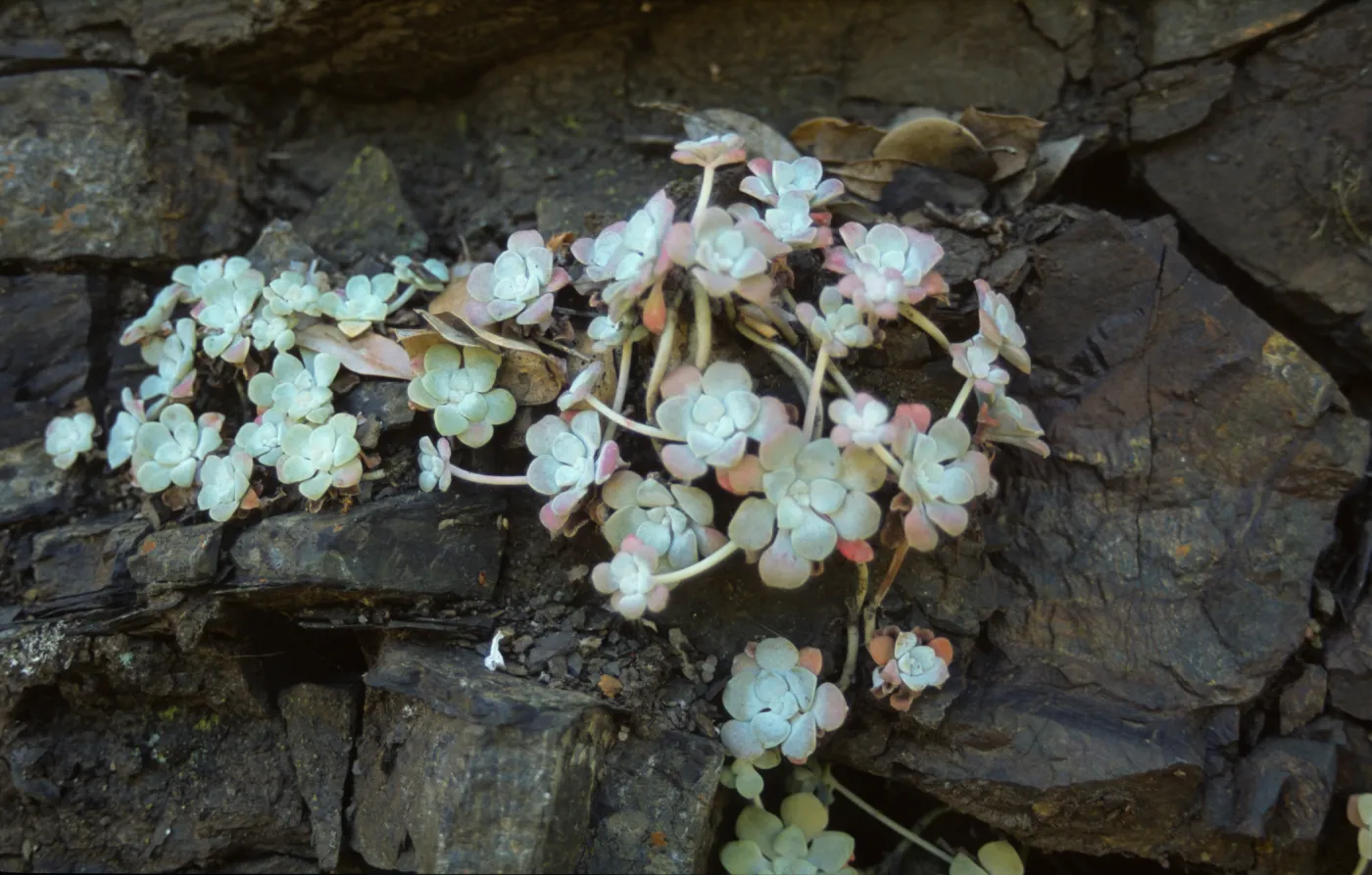 Sedum