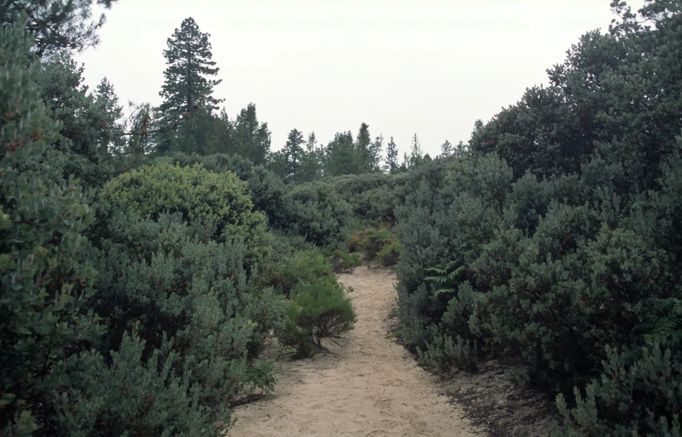 Arctostaphylos viscida & Pseudotsuga menziesii