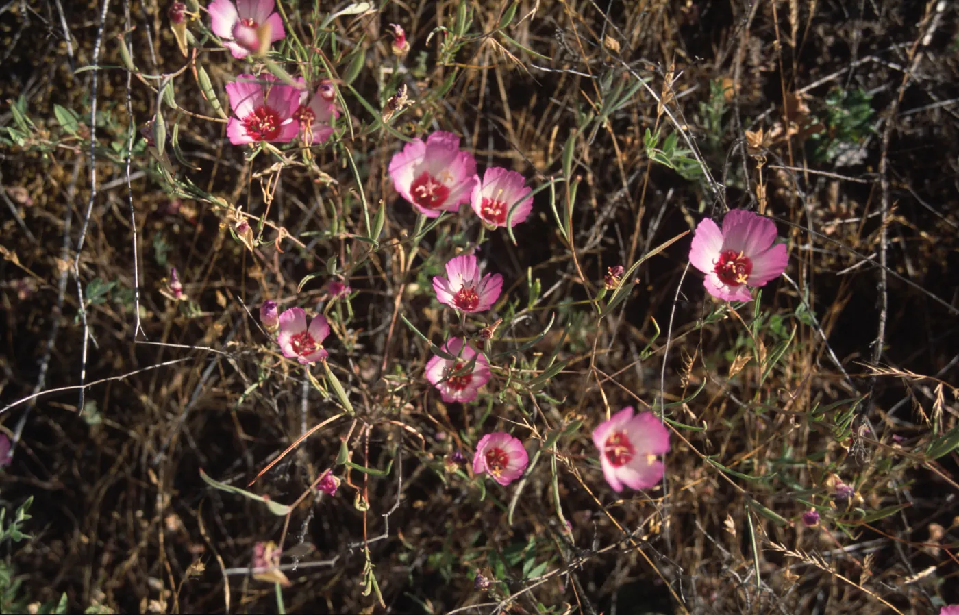 Clarkia