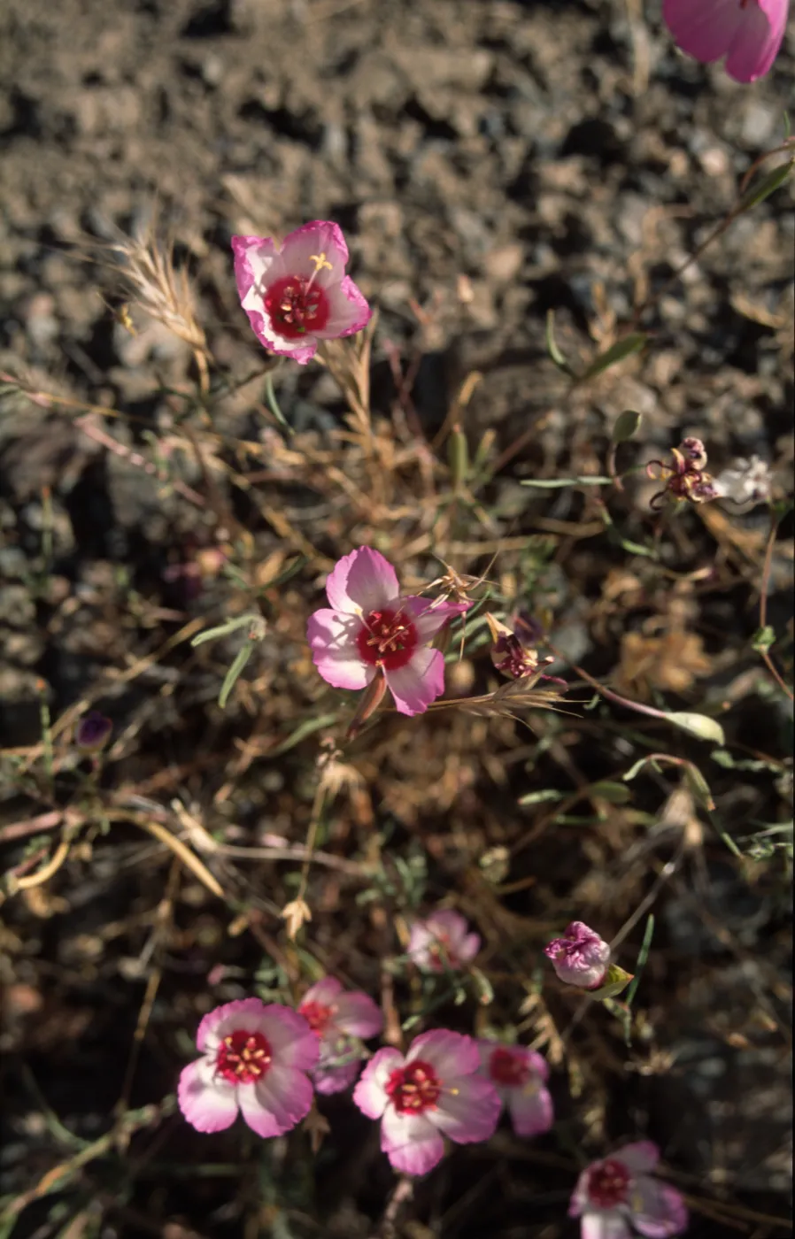 Clarkia