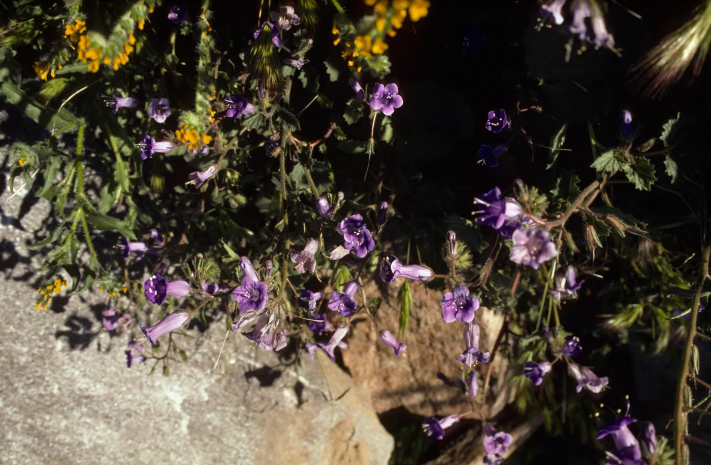 Phacelia campanularia, Palm Springs area