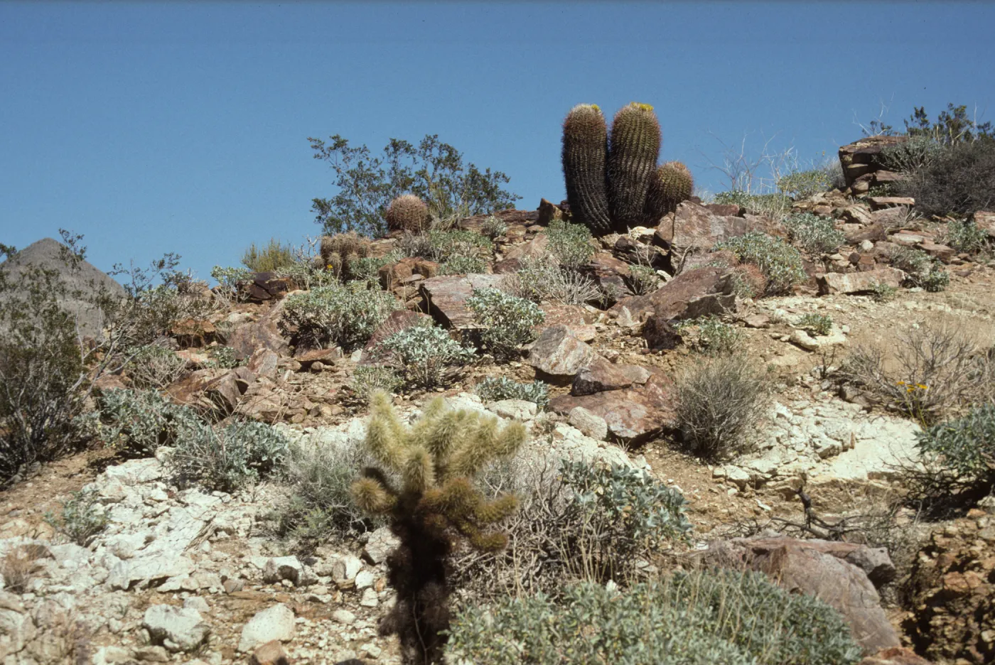 Palm Canyon, Palm Springs