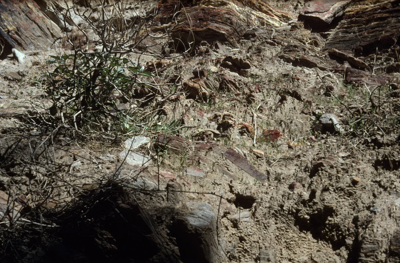 Chuckwalla, Palm Canyon, Palm Springs