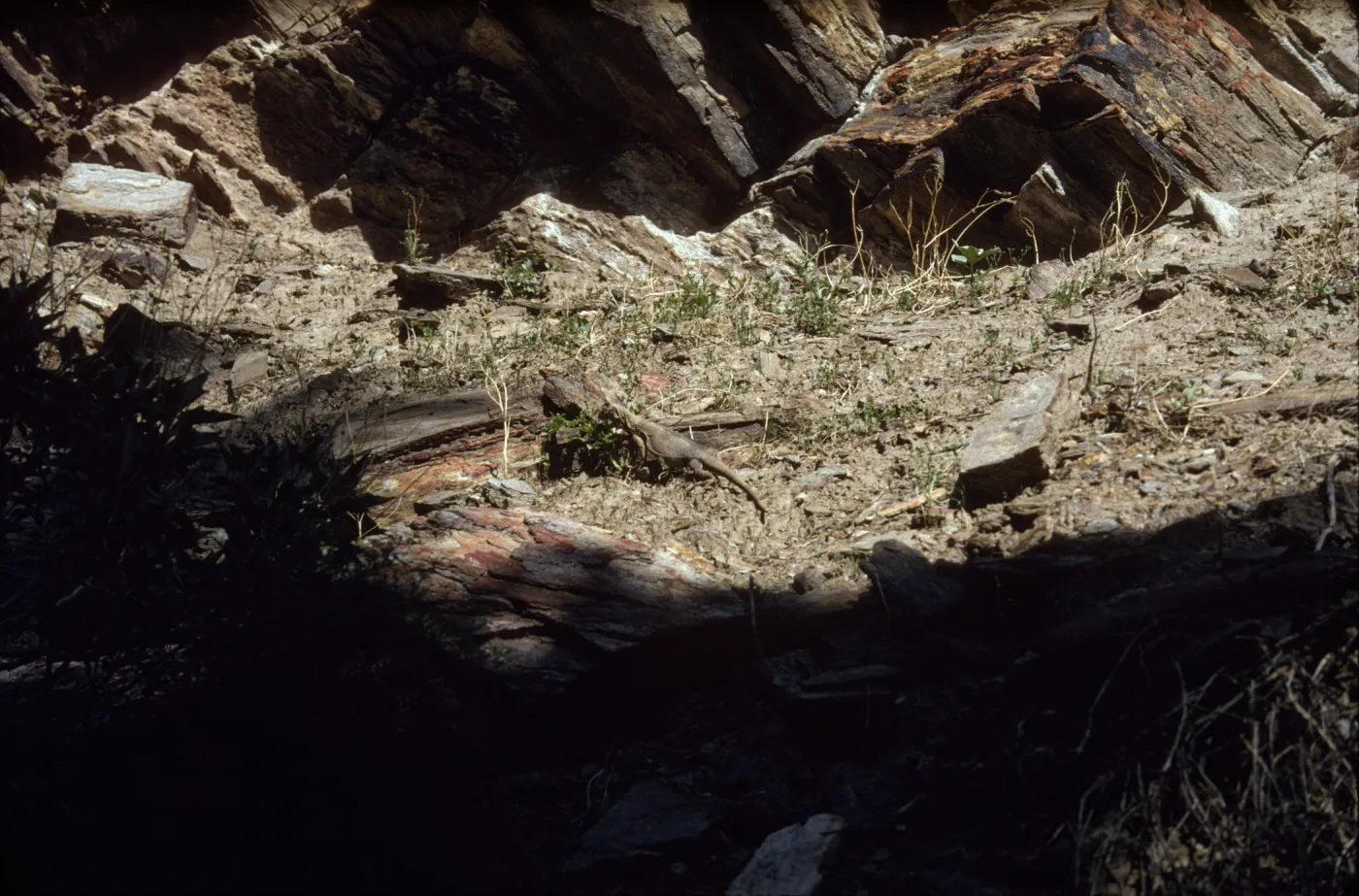 Chuckwalla, Palm Canyon, Palm Springs