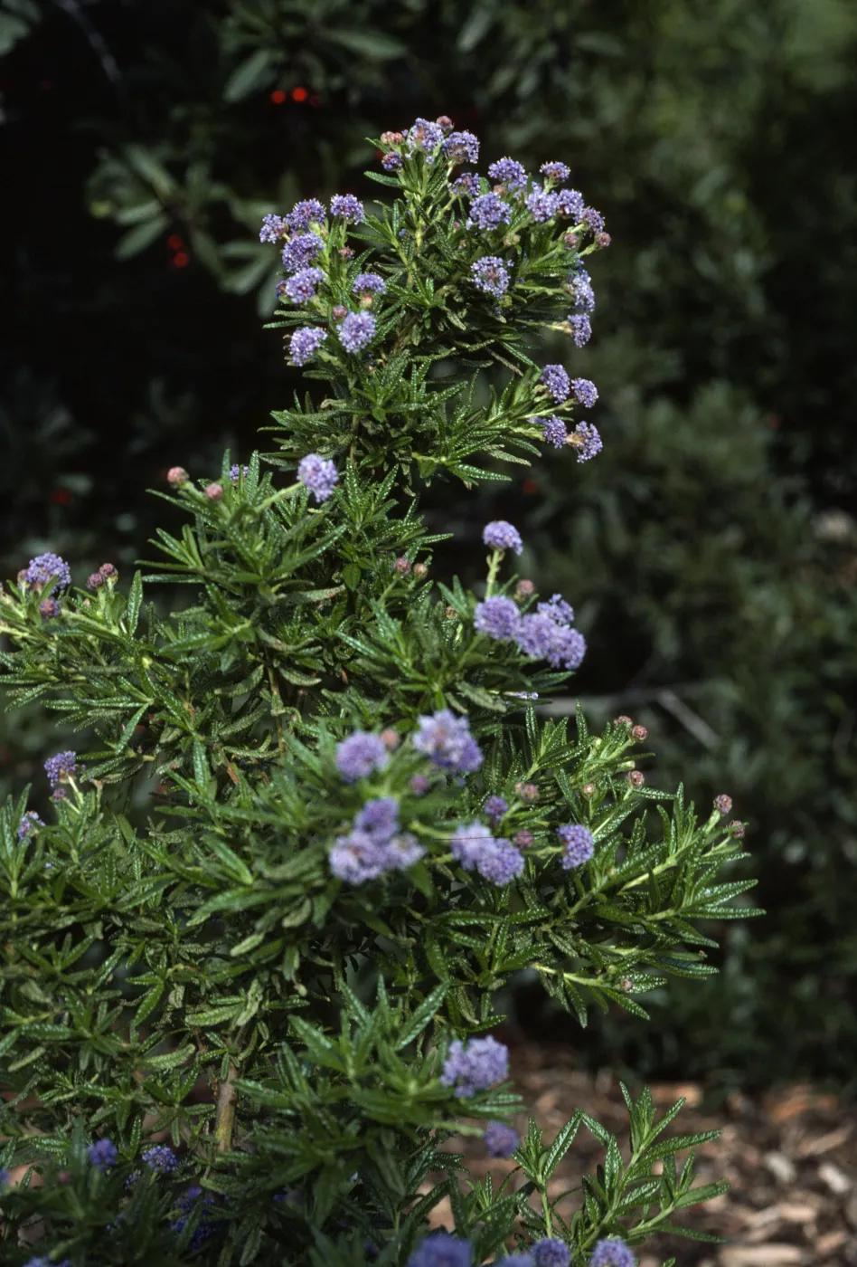 Ceanothus 'Wheeler Canyon', SBBG cultivars