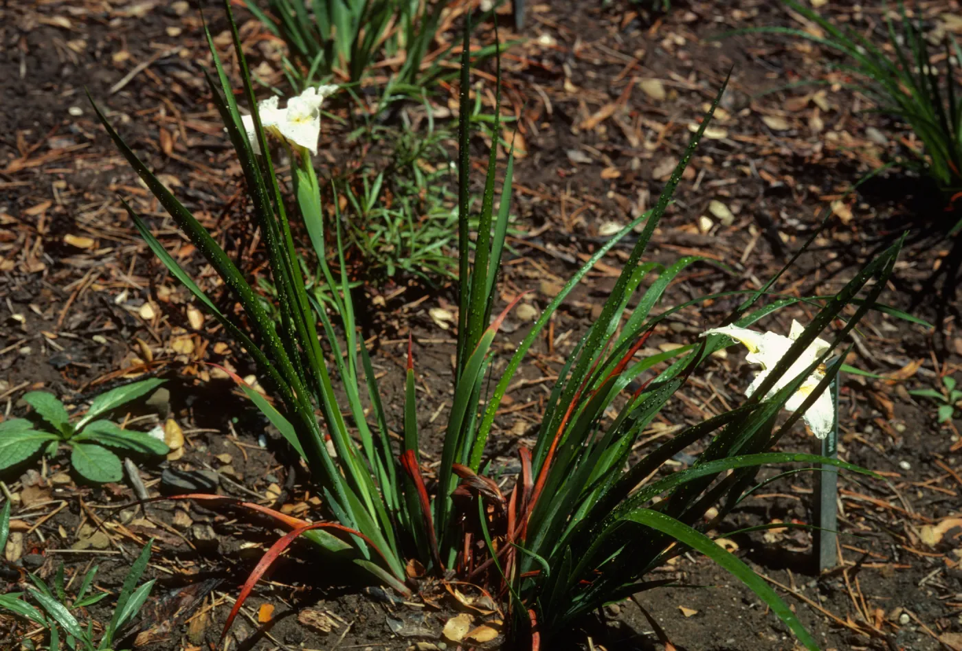 Iris 'Canyon Snow'